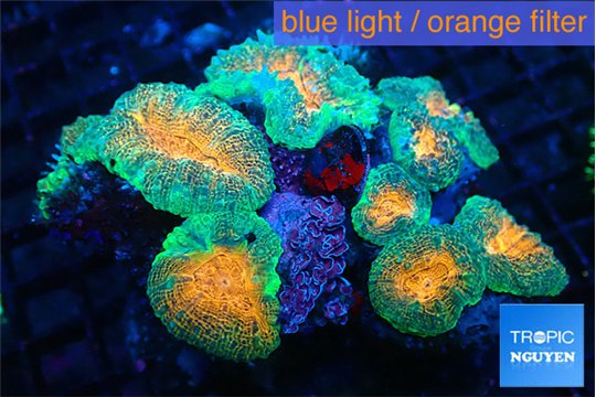 Lobophyllia orange green 7-12c m WYSIWYG acclimaté