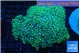 Pachyclavularia neon green 8-12 cm WYSIWYG acclimaté