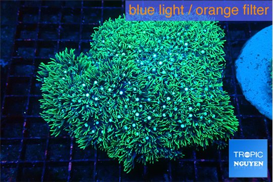 Pachyclavularia neon green 8-12 cm WYSIWYG acclimaté