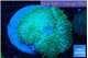 Amplexidiscus fenestrafer green 8-14 cm WYSIWYG acclimaté