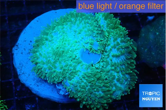 Amplexidiscus fenestrafer green 8-14 cm WYSIWYG acclimaté