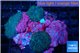Rhodactis green blue 7-10 cm WYSIWYG acclimaté