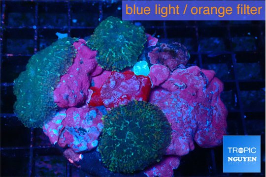 Rhodactis green blue 7-10 cm WYSIWYG acclimaté