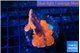 Montipora red cap 2-3 cm WYSIWYG acclimaté