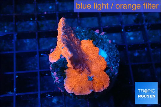 Montipora red cap 2-3 cm WYSIWYG acclimaté