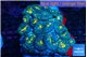 Rhodactis fusion 8-14 cm WYSIWYG acclimaté