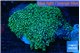 Pachyclavularia neon green 8-12 cm WYSIWYG acclimaté
