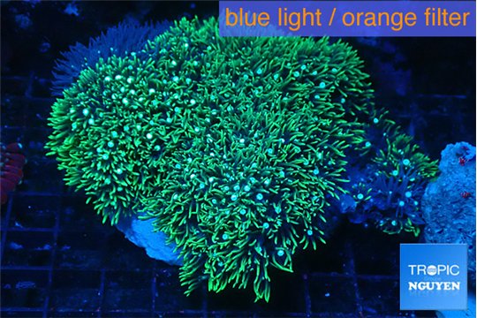 Pachyclavularia neon green 8-12 cm WYSIWYG acclimaté