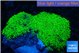 Pachyclavularia full neon green 8-12 cm WYSIWYG acclimaté