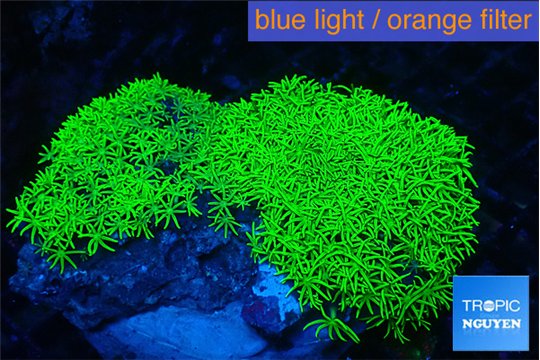 Pachyclavularia full neon green 8-12 cm WYSIWYG acclimaté