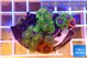 Zoanthus mixed color premium 4-5 cm WYSIWYG acclimaté