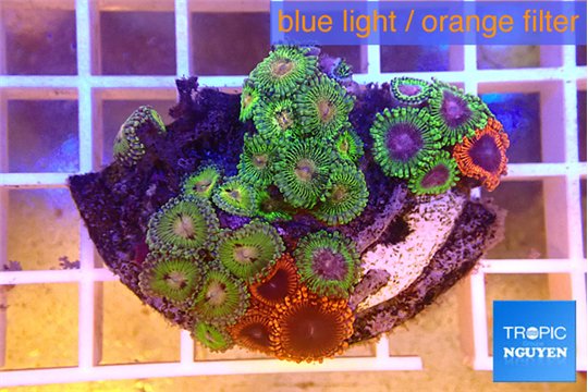 Zoanthus mixed color premium 4-5 cm WYSIWYG acclimaté