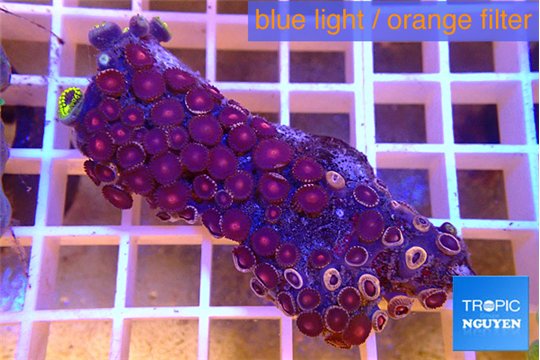 Zoanthus red orange 3-5 cm WYSIWYG acclimaté