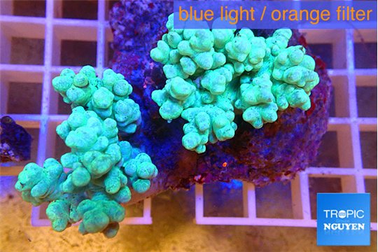 Sinularia green 7-12 cm WYSIWYG acclimaté