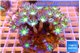 Clavularia papaya lemon laser 7-12 cm WYSIWYG acclimaté