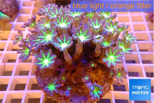 Clavularia papaya lemon laser 7-12 cm WYSIWYG acclimaté