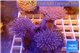 Sarcophyton multy body long white polyps 8-14 cm WYSIWYG acclimaté
