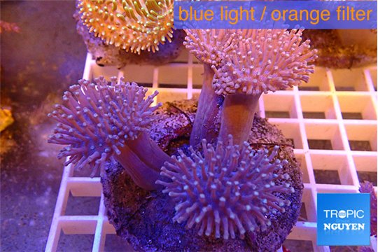 Sarcophyton multy body long white polyps 8-14 cm WYSIWYG acclimaté