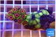 Zoanthus mixed color premium 4-5 cm WYSIWYG acclimaté