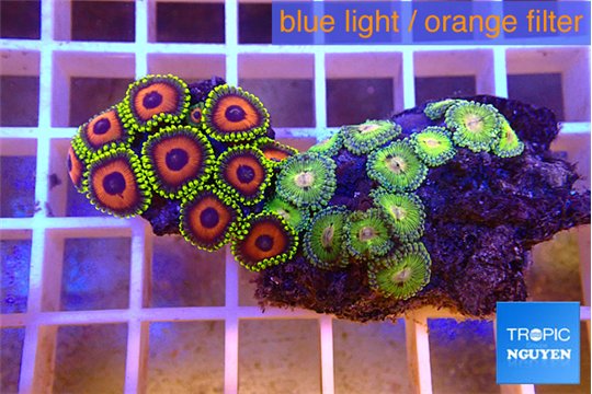 Zoanthus mixed color premium 4-5 cm WYSIWYG acclimaté