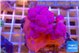 Dendronephtya pink 5-8 cm WYSIWYG acclimaté