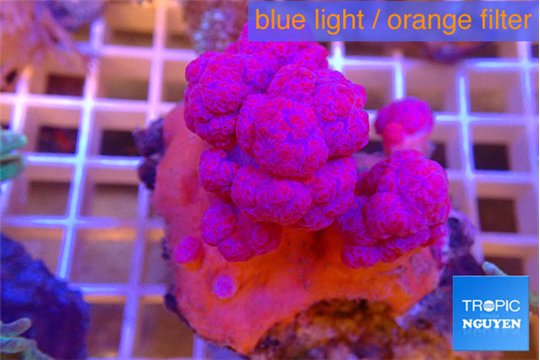Dendronephtya pink 5-8 cm WYSIWYG acclimaté