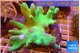 Lobophythum greeny 8-12 cm WYSIWYG acclimaté