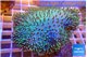 Sarcophyton long greeny polyps 6-10 cm WYSIWYG acclimaté