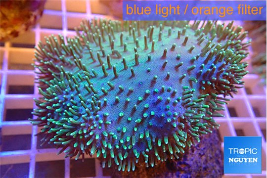 Sarcophyton long greeny polyps 6-10 cm WYSIWYG acclimaté