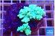 Sinularia green 6-10 cm WYSIWYG acclimaté