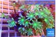 Clavularia papaya lemon laser 7-12 cm WYSIWYG acclimaté