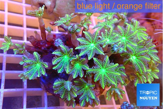 Clavularia papaya lemon laser 7-12 cm WYSIWYG acclimaté