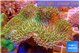 Sarcophyton long greeny polyps 8-14 cm WYSIWYG acclimaté
