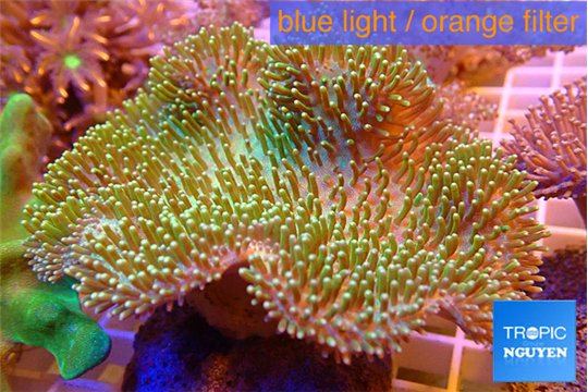 Sarcophyton long greeny polyps 8-14 cm WYSIWYG acclimaté