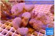 Sarcophyton multy body long polyps 8-14 cm WYSIWYG acclimaté