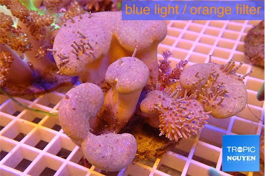 Sarcophyton multy body long polyps 8-14 cm WYSIWYG acclimaté