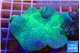 Sarcophyton greeny body 6-10 cm WYSIWYG acclimaté