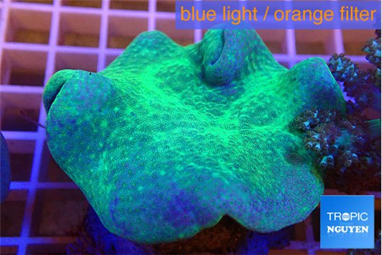 Sarcophyton greeny body 6-10 cm WYSIWYG acclimaté