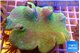 Sarcophyton greeny body 7-12 cm WYSIWYG acclimaté