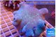 Sarcophyton long polyps 8-14 cm WYSIWYG acclimaté