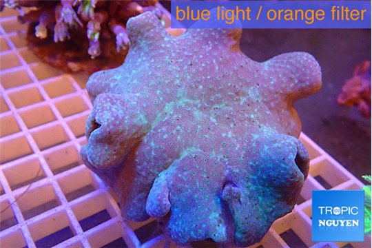 Sarcophyton long polyps 8-14 cm WYSIWYG acclimaté