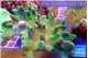 Lobophythum greeny 8-12 cm WYSIWYG acclimaté
