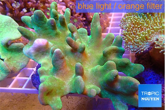 Lobophythum greeny 8-12 cm WYSIWYG acclimaté
