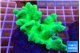 Lobophythum greeny 8-12 cm WYSIWYG acclimaté