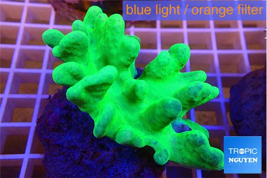 Lobophythum greeny 8-12 cm WYSIWYG acclimaté