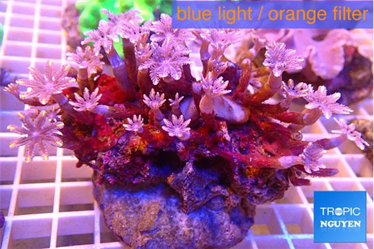 Clavularia papaya candy corn 7-12 cm WYSIWYG acclimaté