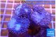 Sarcophyton multy body long polyps 7-12 cm WYSIWYG acclimaté