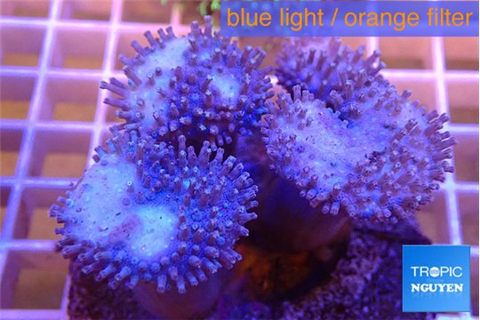 Sarcophyton multy body long polyps 7-12 cm WYSIWYG acclimaté