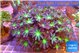 Clavularia papaya lemon laser 7-12 cm WYSIWYG acclimaté
