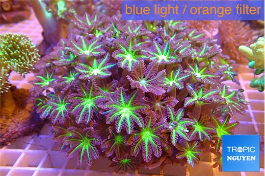 Clavularia papaya lemon laser 7-12 cm WYSIWYG acclimaté